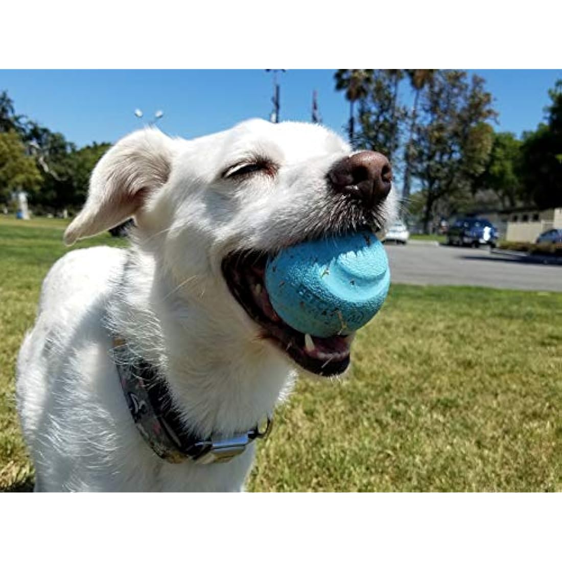 ChuckIt! Fetch Medley Dog Balls – Durable Rubber 3-Pack, Medium