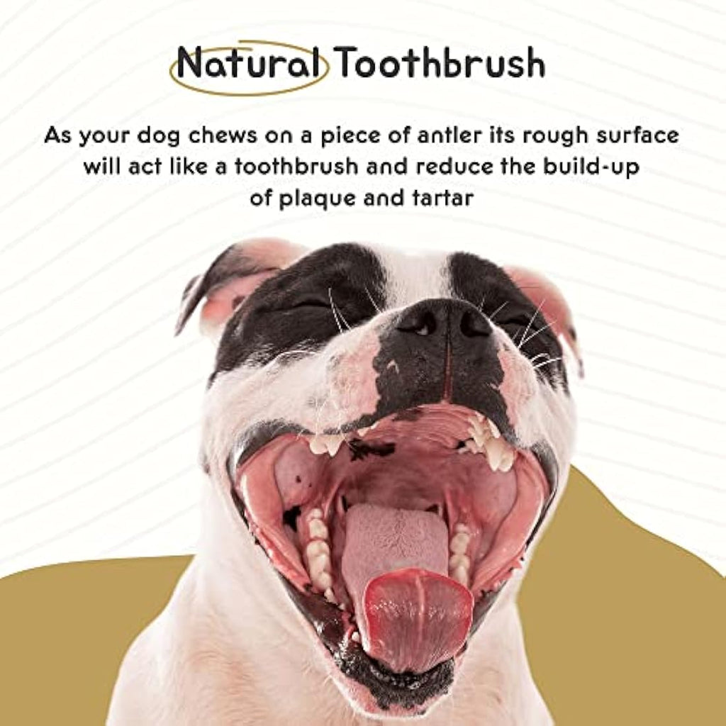 Ace Antlers Natural Deer Antler Dog Chew | Monster Size (600-700g)