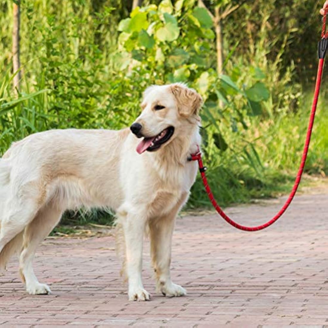 Dog Slip Lead – 125cm Durable Nylon Training Leash, Red