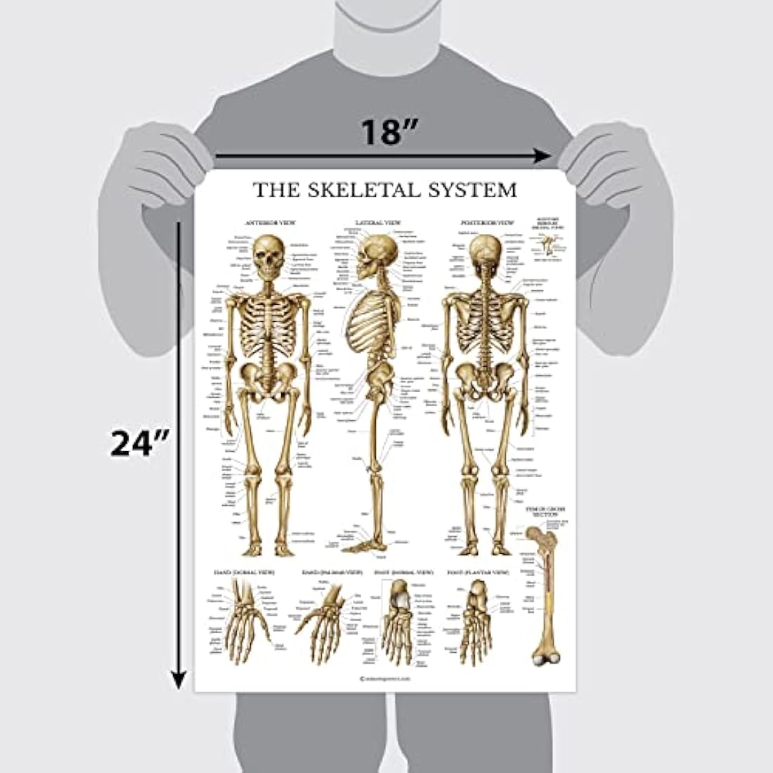 10 Pack Laminated Anatomical Poster Set – 18" x 24"