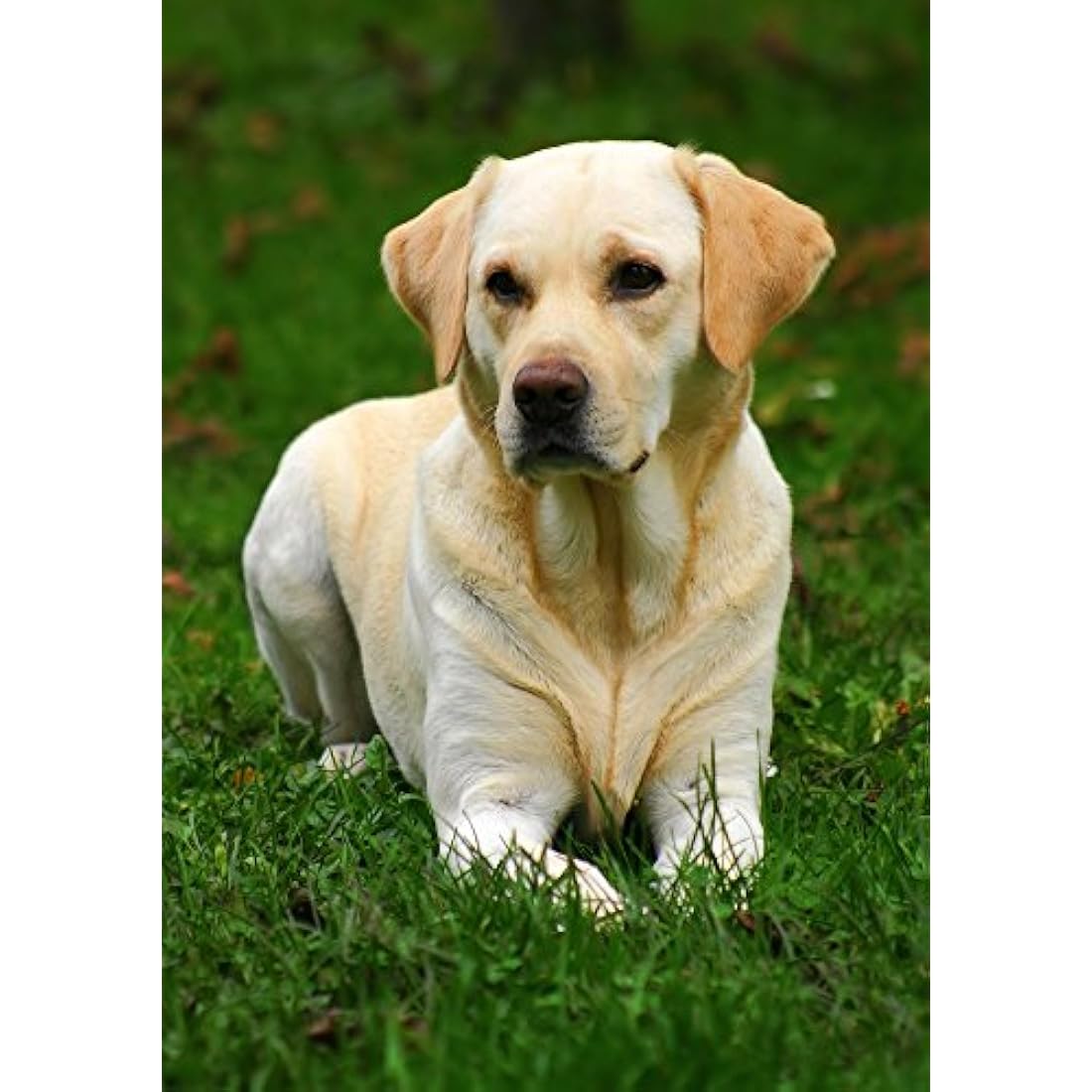 Skinner's Field & Trial Maintenance Dry Dog Food - 15kg Bag