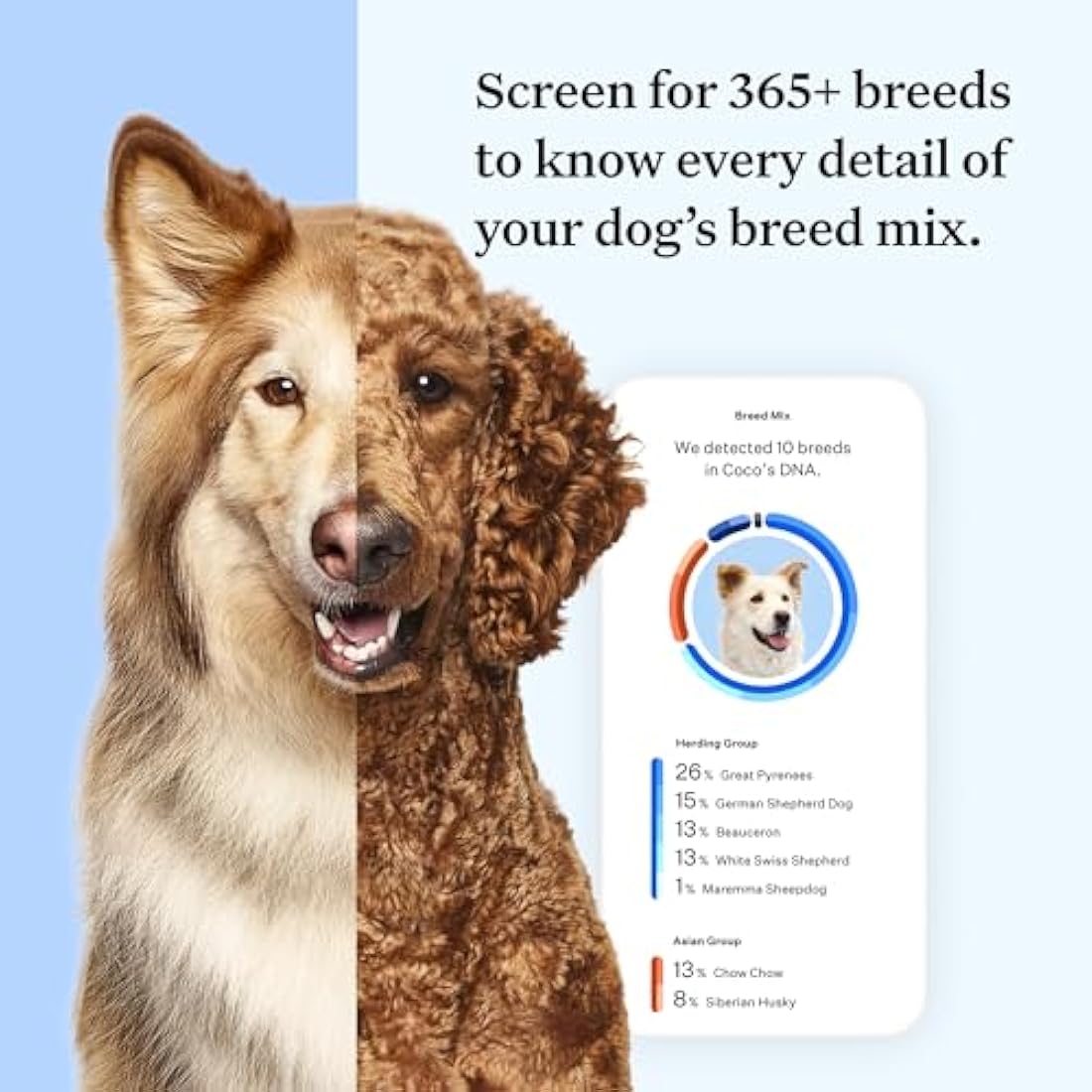 Wisdom Panel Essential Dog DNA Test Kit – Breed ID & Health Screening