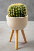 Orsina Darnell Small White Rounded Planter – Elevated Beechwood Stand