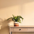Orsina Sorrell Small Ceramic Planter – Gradient Indoor Herb Pot
