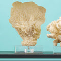 Orsina Small White Coral Decor – Coastal Sculpture on Acrylic Base