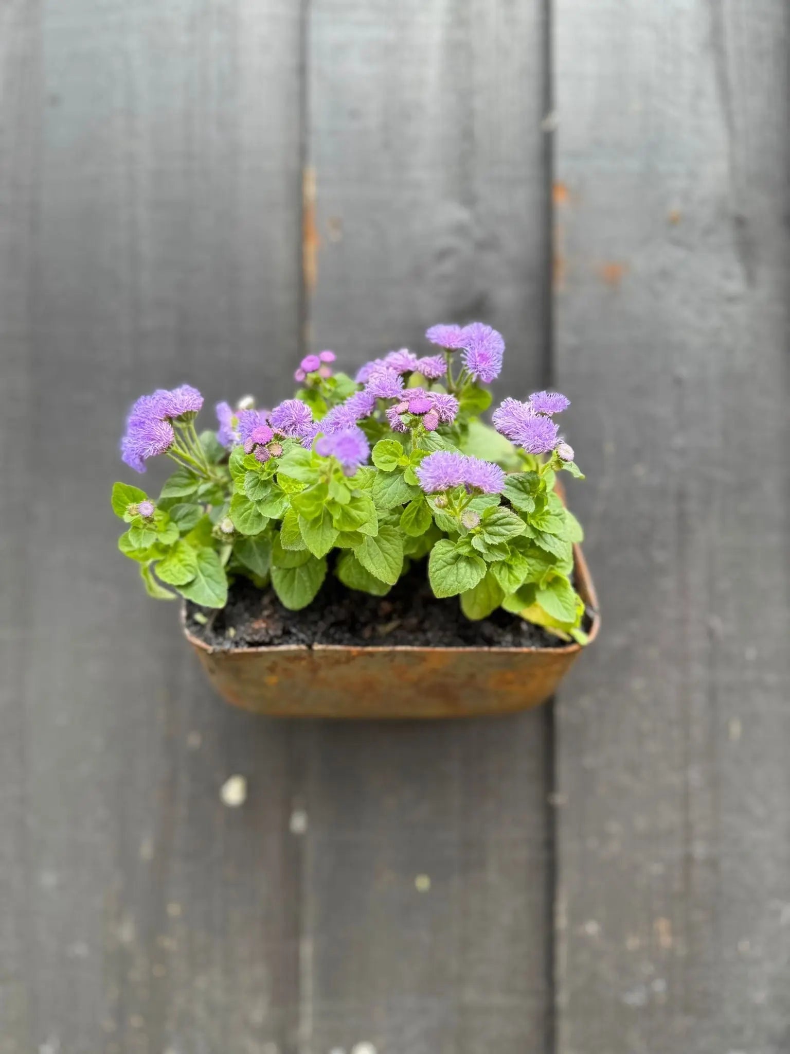 Rustic Warehouse Norfolk | Vintage Industrial Metal Wall Herb Planter