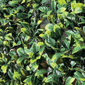 Tenax Divy 3D Plus Laurus - Synthetic Hedge Roll for Privacy, 1.5x3m