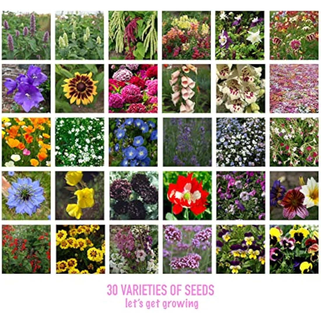Scott&Co. Flower Seed Variety Pack | 30 Varieties for Bees & Butterflies