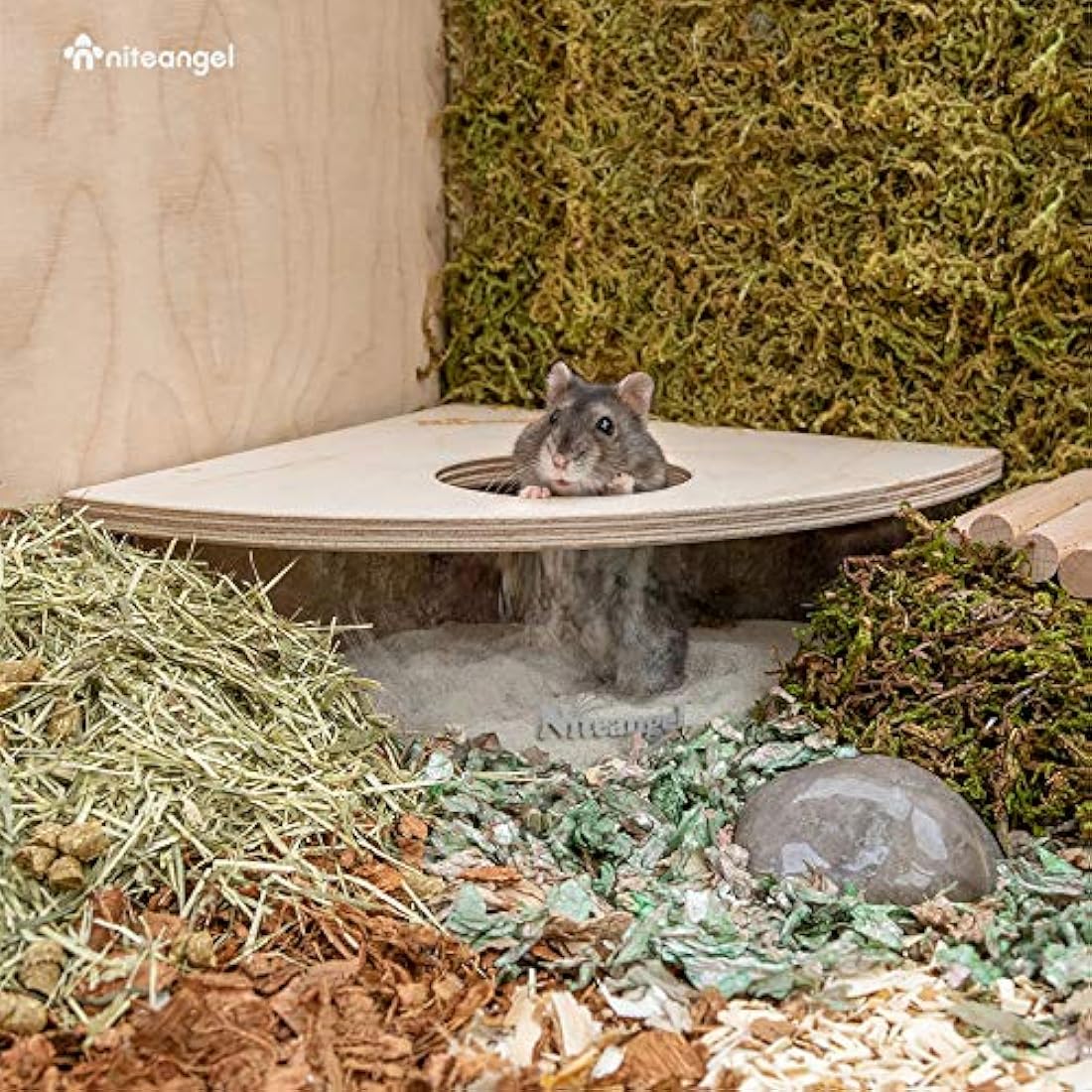 Niteangel Acrylic Hamster Sand Bath Box – Fan-Shaped Digging Container