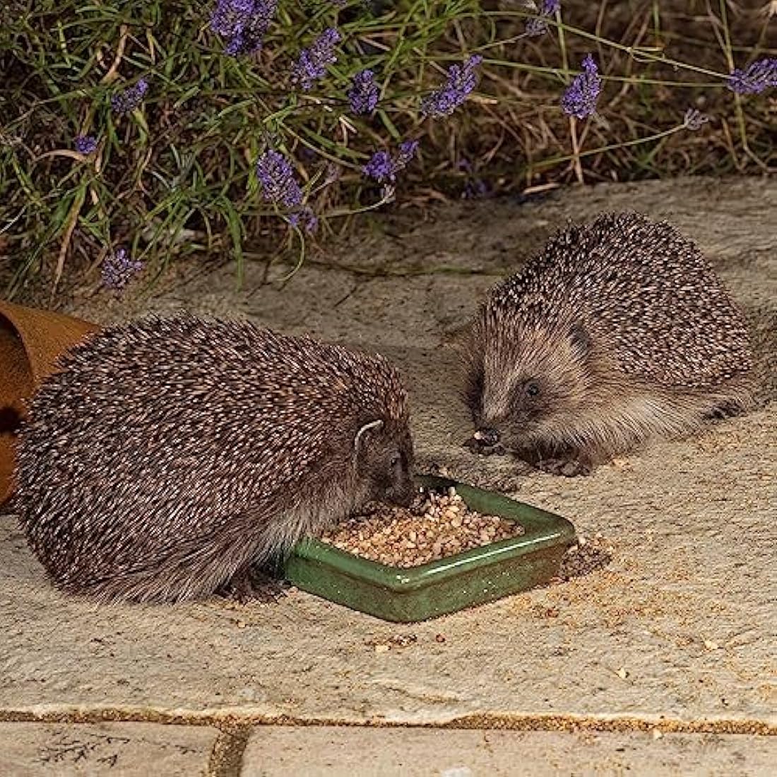 Jacobi Jayne I Love Hedgehogs Semi-Moist Food - 2kg Nutritious Mix