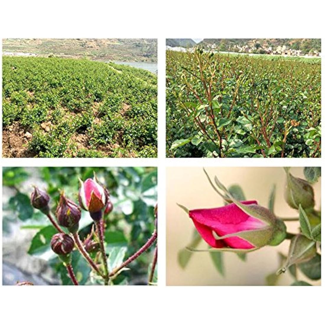 TooGet Dried Golden-rim Rose Buds - Culinary Grade Herbal Tea - 4 OZ