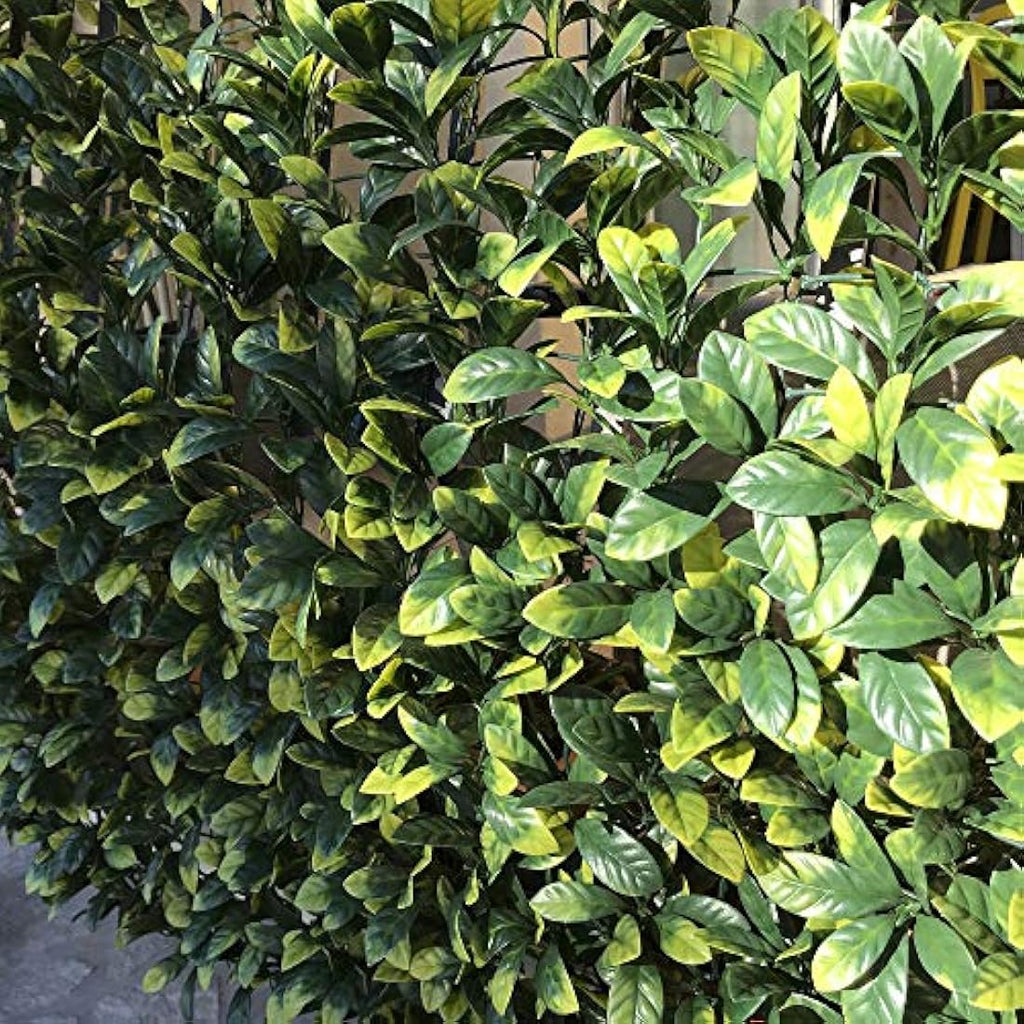 Tenax Divy 3D Plus Laurus - Synthetic Hedge Roll for Privacy, 1.5x3m