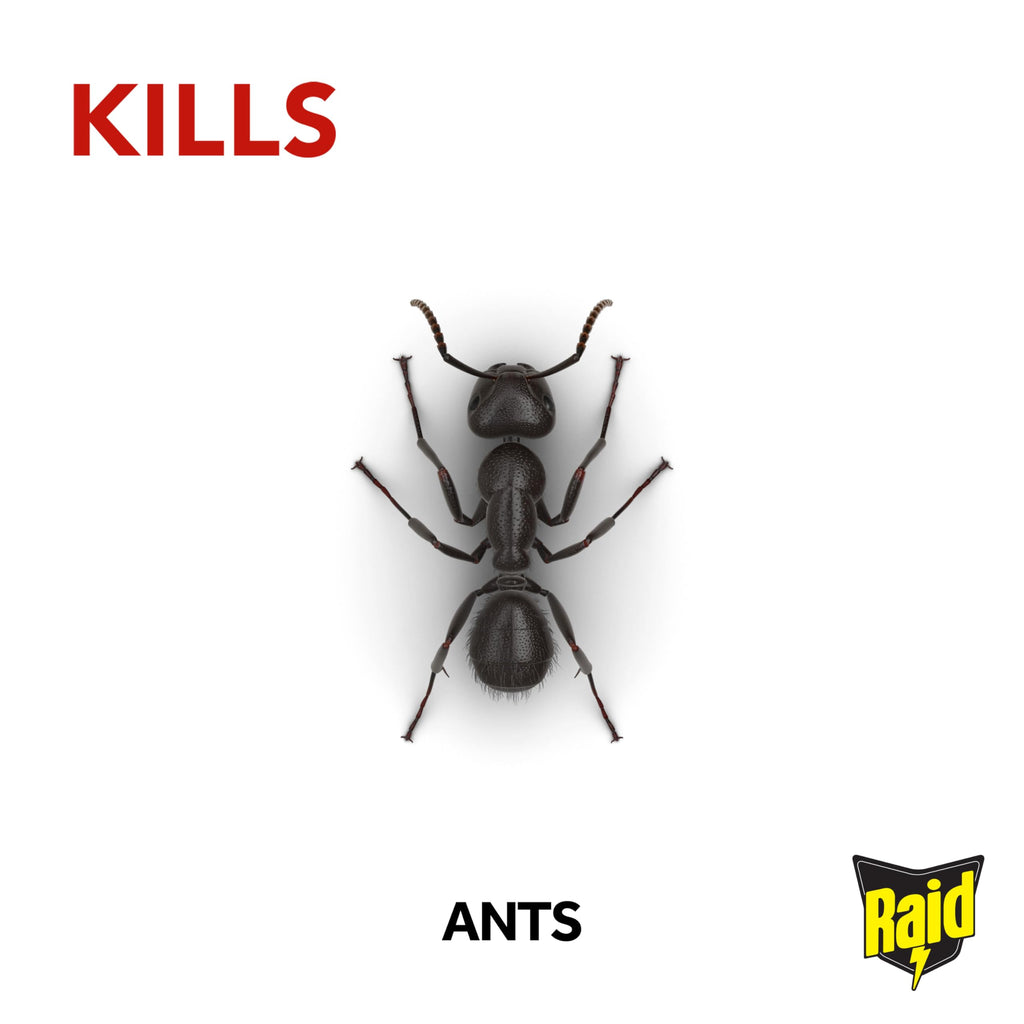 Raid Ant Bait Station – Indoor and Outdoor Colony Killer Pack, 12 Count
