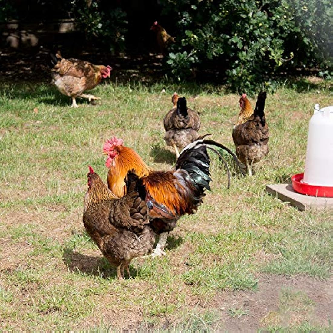 Extra Select Complete Layers Pellets Poultry Feed - 16% Protein, 20kg