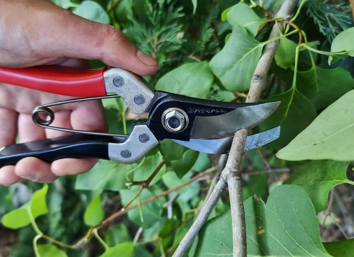Kimura 8" Japanese Yasugi Steel Garden Secateurs | Heavy Duty Bypass Shears