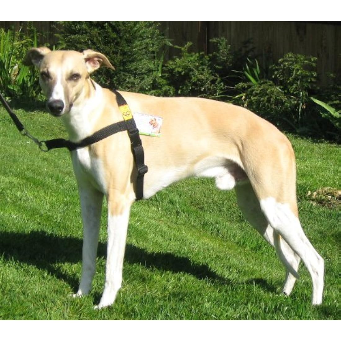 Walk Your Dog With Love No-Pull Dog Harness | Reflective Black (11-29kg)