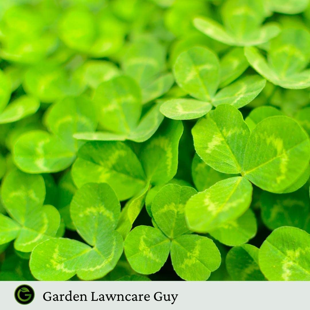 Micro Clover Seed - 100% Small Leaf White Clover - 1kg
