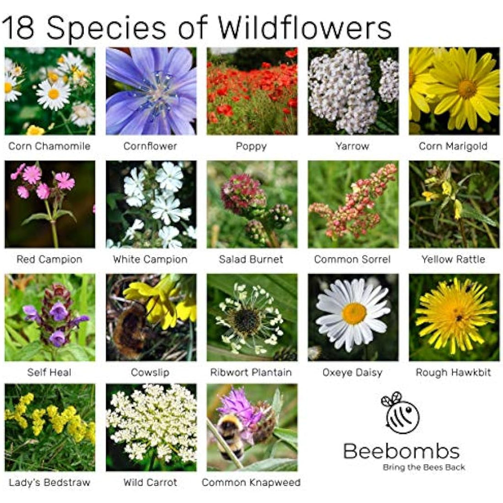 Beebombs Wildflower Seed Balls – UK Native Mix for Bees (21sqft)