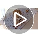 Jolof Store Washable Puppy Pads – 2 Pack Reusable Waterproof Dog Mats