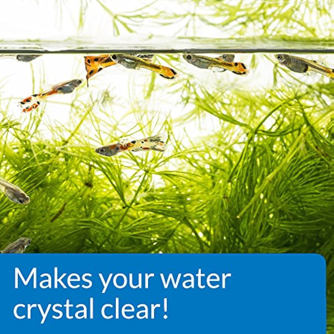 API Accu-Clear Freshwater Aquarium Water Clarifier - 37 ml Bottle
