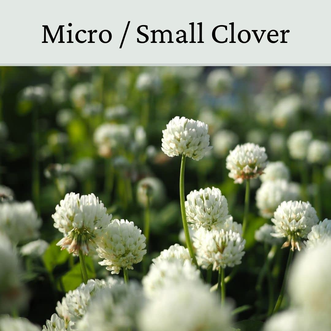 Micro Clover Seed - 100% Small Leaf White Clover - 1kg