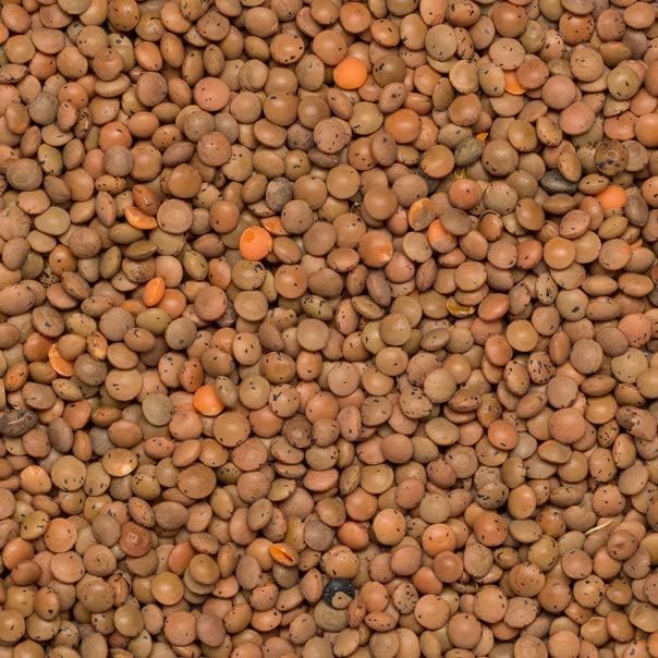 Wholefood Earth Organic Brown Lentils – 3kg High Protein Vegan Pantry