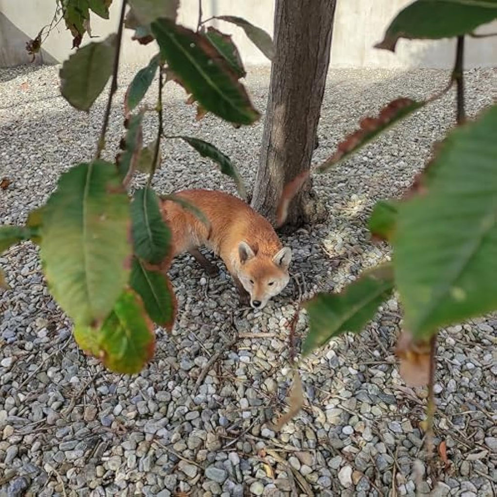 Jolof Store XL Prowling Fox Garden Ornament – Realistic Outdoor Sculpture