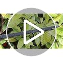 50M Drip Soaker Hose Set | 1/2 Inch Porous Garden Pipe