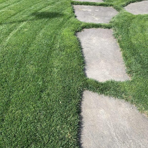 R&R SHOP Perennial Ryegrass Lawn Seeds - Fast Growth (5Kg - 200mq)