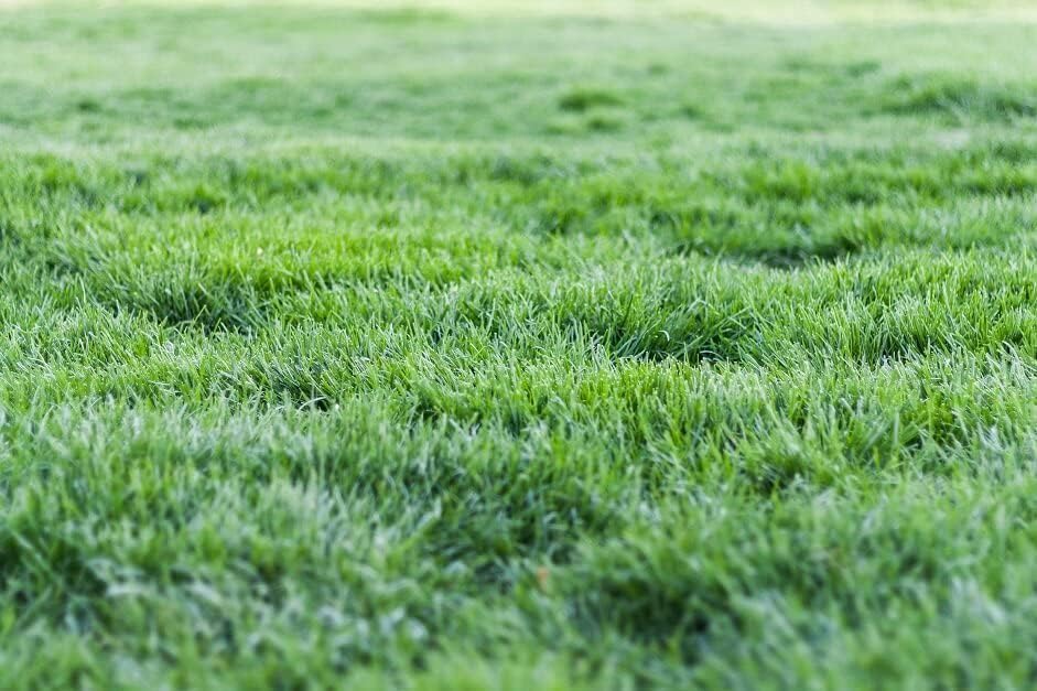 R&R SHOP Ryegrass Seeds - Fast Growing Resistant Lawn Seed (5kg - 200mq)