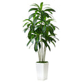 Jolof Store 5FT Artificial Dracaena Tree with White Tall Planter