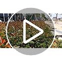 GARTOL Telescopic Hedge Shears | SK5 Carbon Steel Wavy Blade Garden Tool
