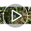 Spear & Jackson Kew Gardens Bypass Loppers – Carbon Steel Garden Tool