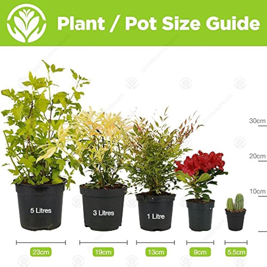 Jolof Store Live Succulent Plants – 20 Pack Indoor Air Purifying Plants