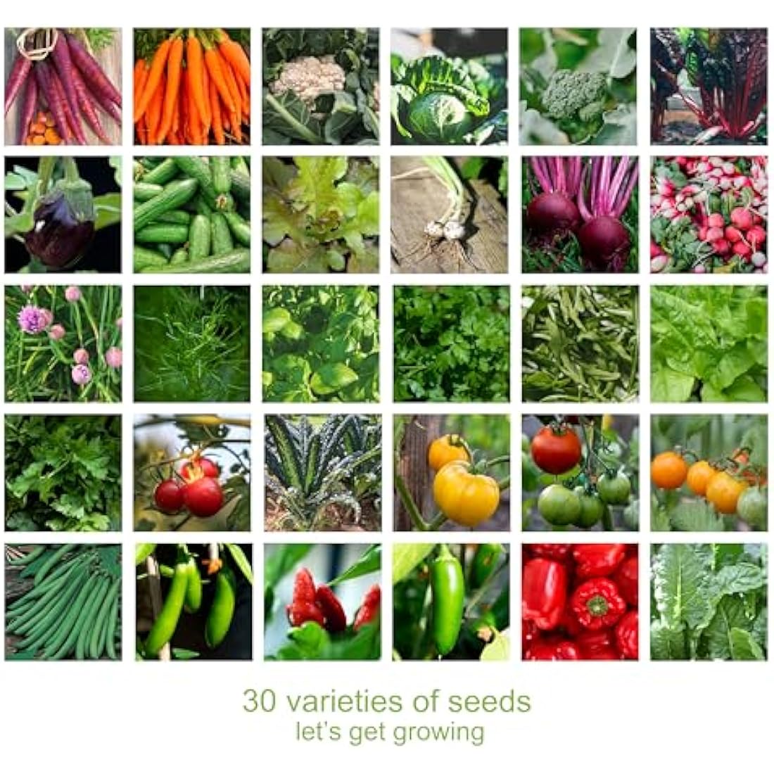 Scott & Co. Vegetable Seeds Variety Pack | 30 Non-GMO Heirloom Seed Kits