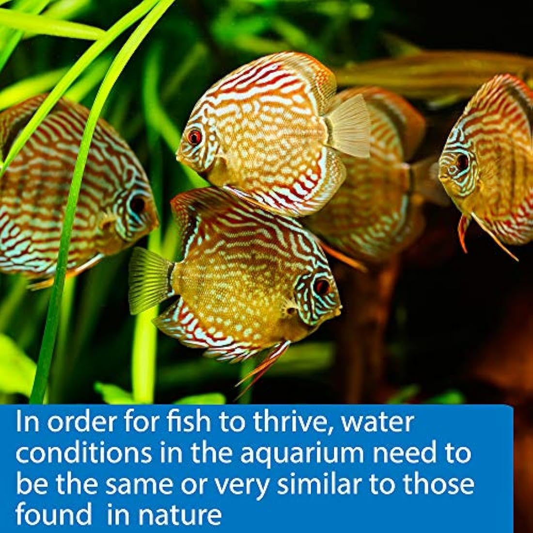 API 5-in-1 Aquarium Test Strips for Fresh and Saltwater, 4-Count