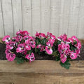 Garden 365 UV Resistant Artificial Pansy Flowers – 5 Pack Pink