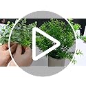 Jolof Store 4-Pack Artificial Potted Plants – Faux Eucalyptus & Succulents