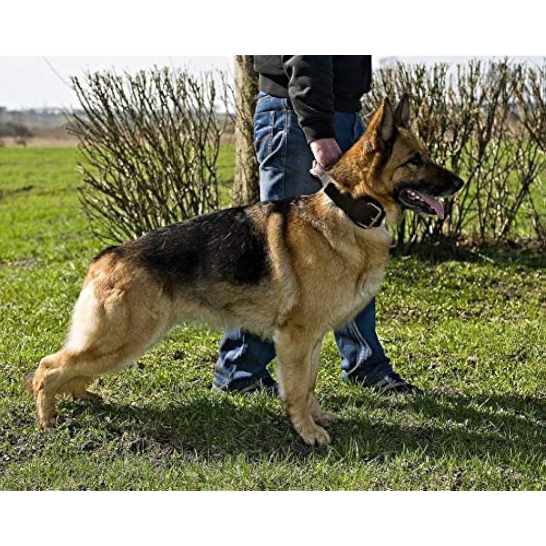 Dingo Brown Leather Dog Collar with Handle for Guard Shepherds