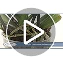 Growth Technology Palm Focus Liquid Fertilizer for Indoor & Outdoor - 1L