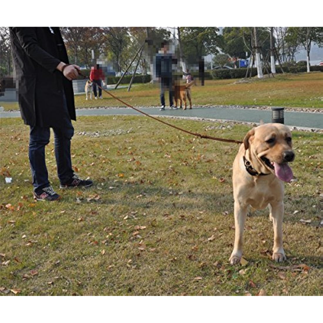 Braided Leather Dog Leash – Double Handle 6ft Training Lead