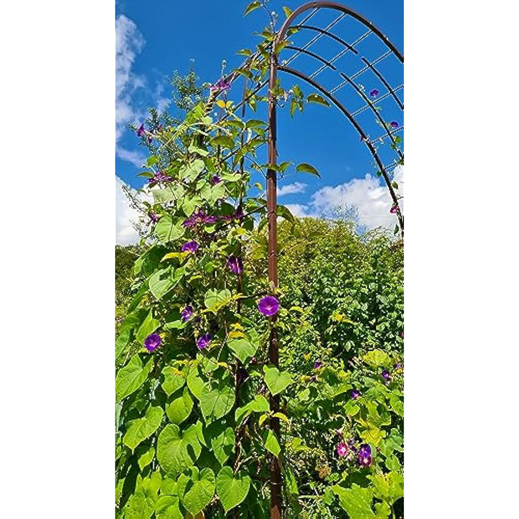 Louis Mill Metal Garden Arch for Climbing Plants - Antique Iron