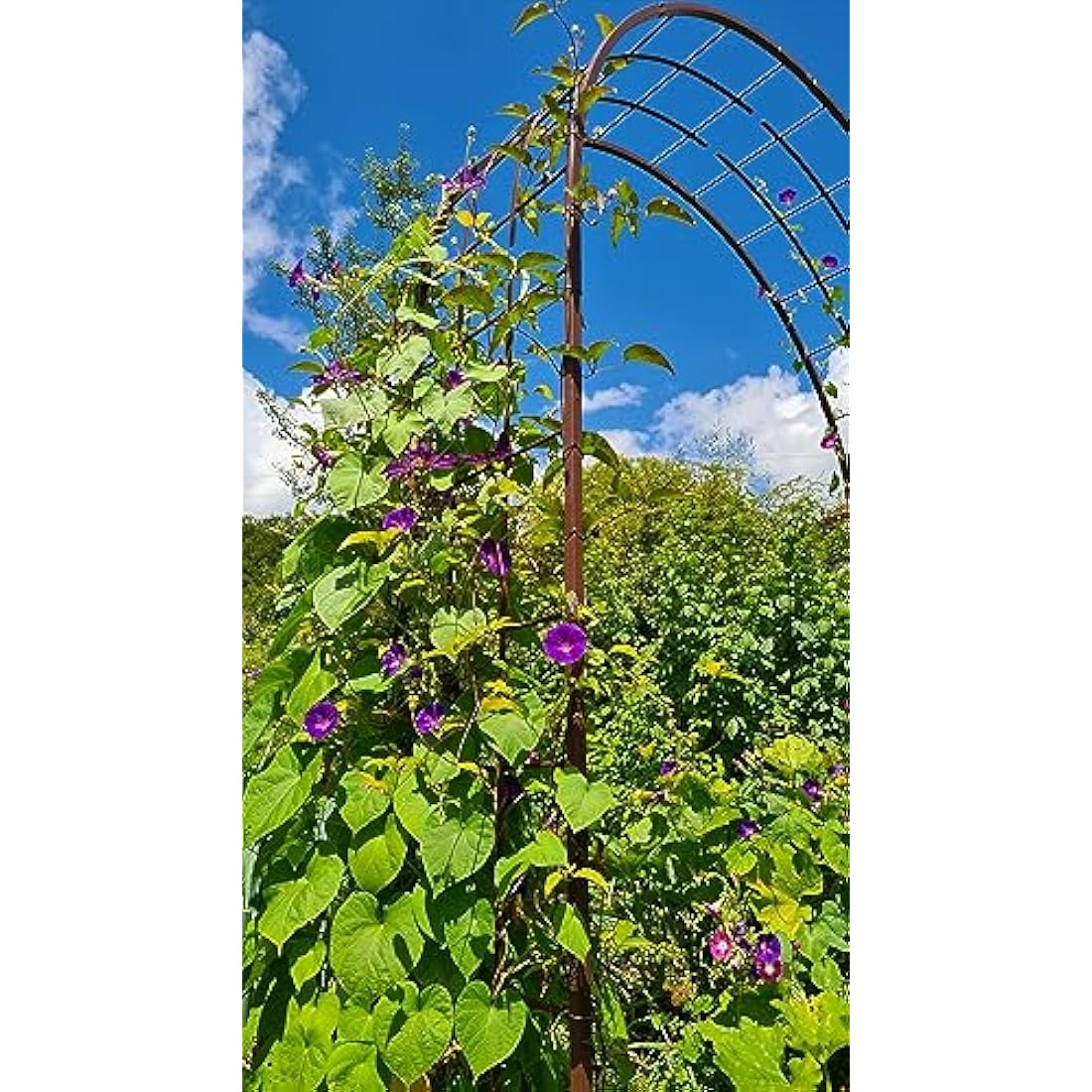 Louis Mill Metal Garden Arch for Climbing Plants - Antique Iron