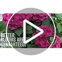 Westland Hydrangea High Performance Liquid Plant Food - 1 Litre