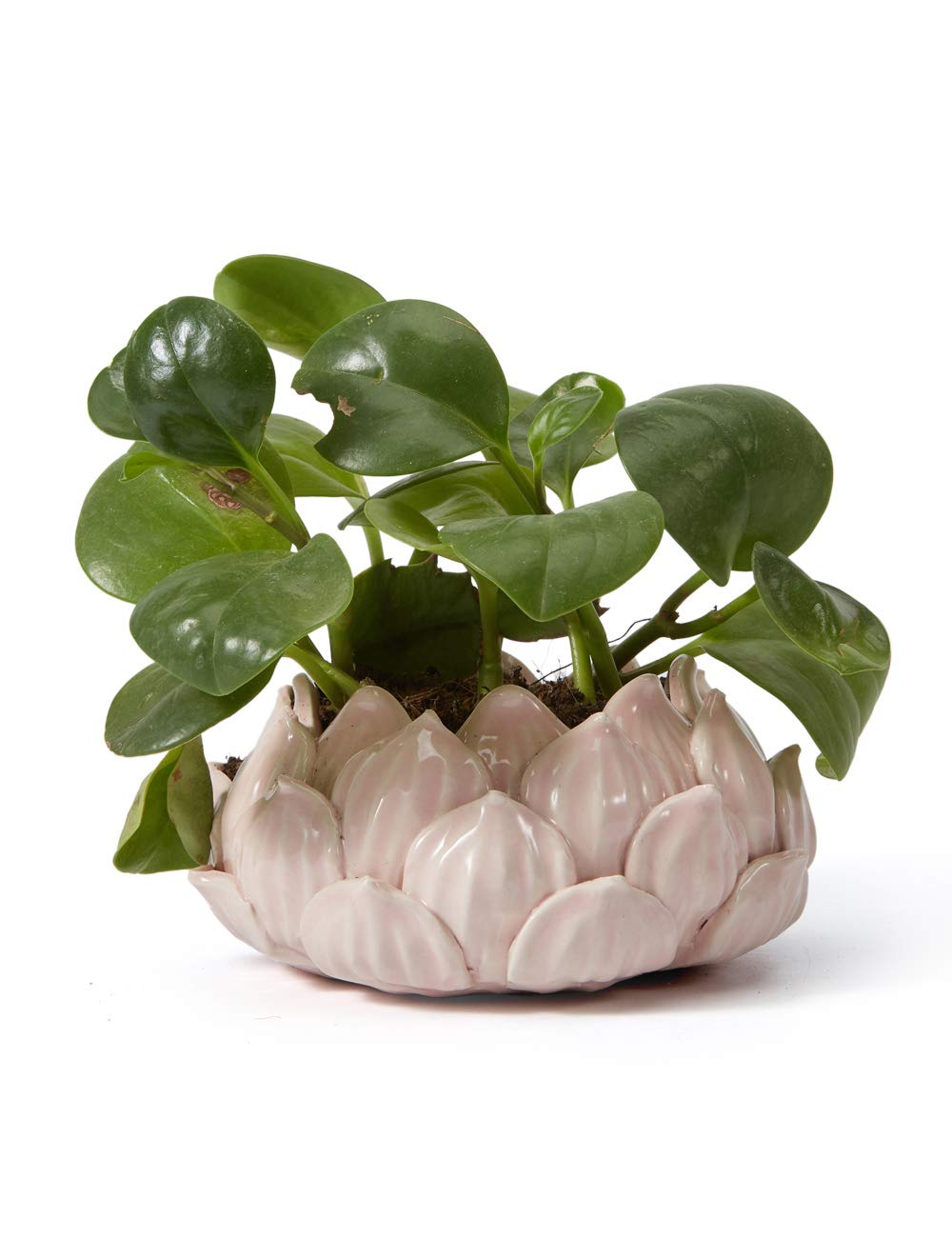 SEINHIJO Ceramic Succulent Planter Pot - Modern Pink Indoor Decor 18cm