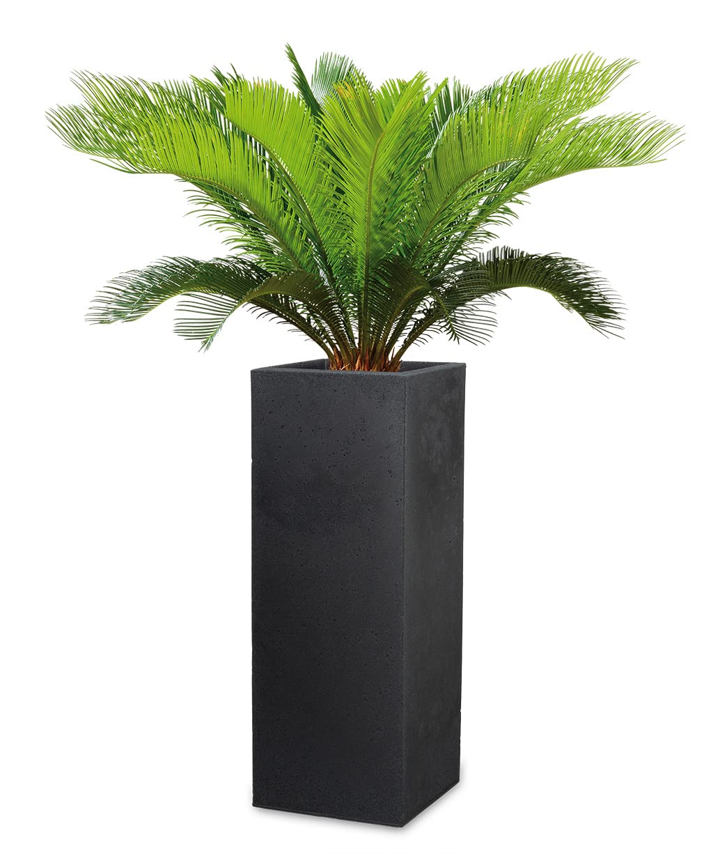 Scheurich Stony Black Tall Square Planter – Concrete Look Outdoor Pot