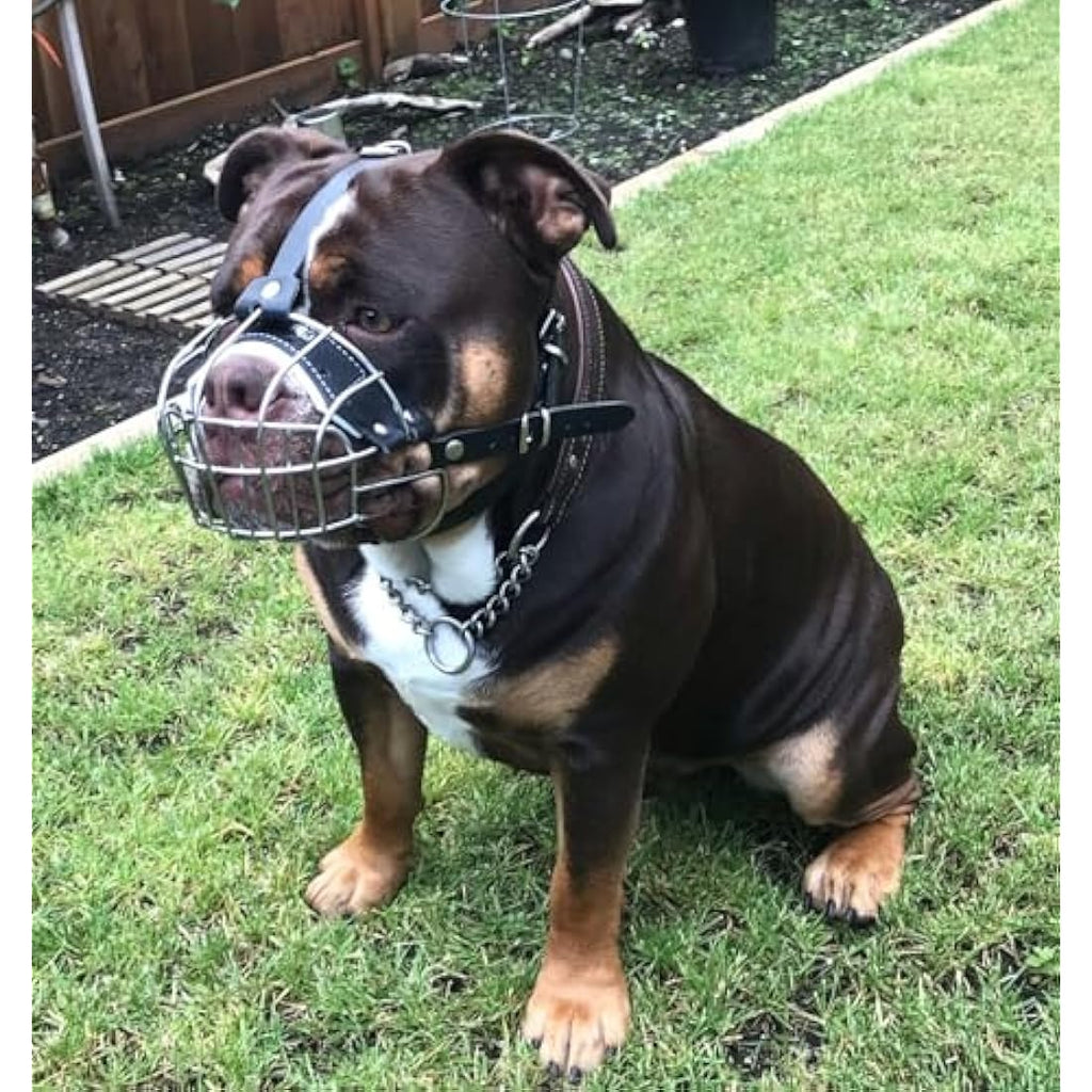 Jolof Store Metal Wire Basket Dog Muzzle for American Bully – Black Leather