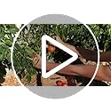 Grow Your Own Tomato Seeds Kit – 14 Heirloom Varieties