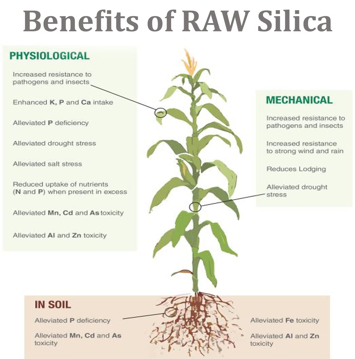 RAW Silica 8oz - High-Purity Silicon Dioxide Plant Supplement