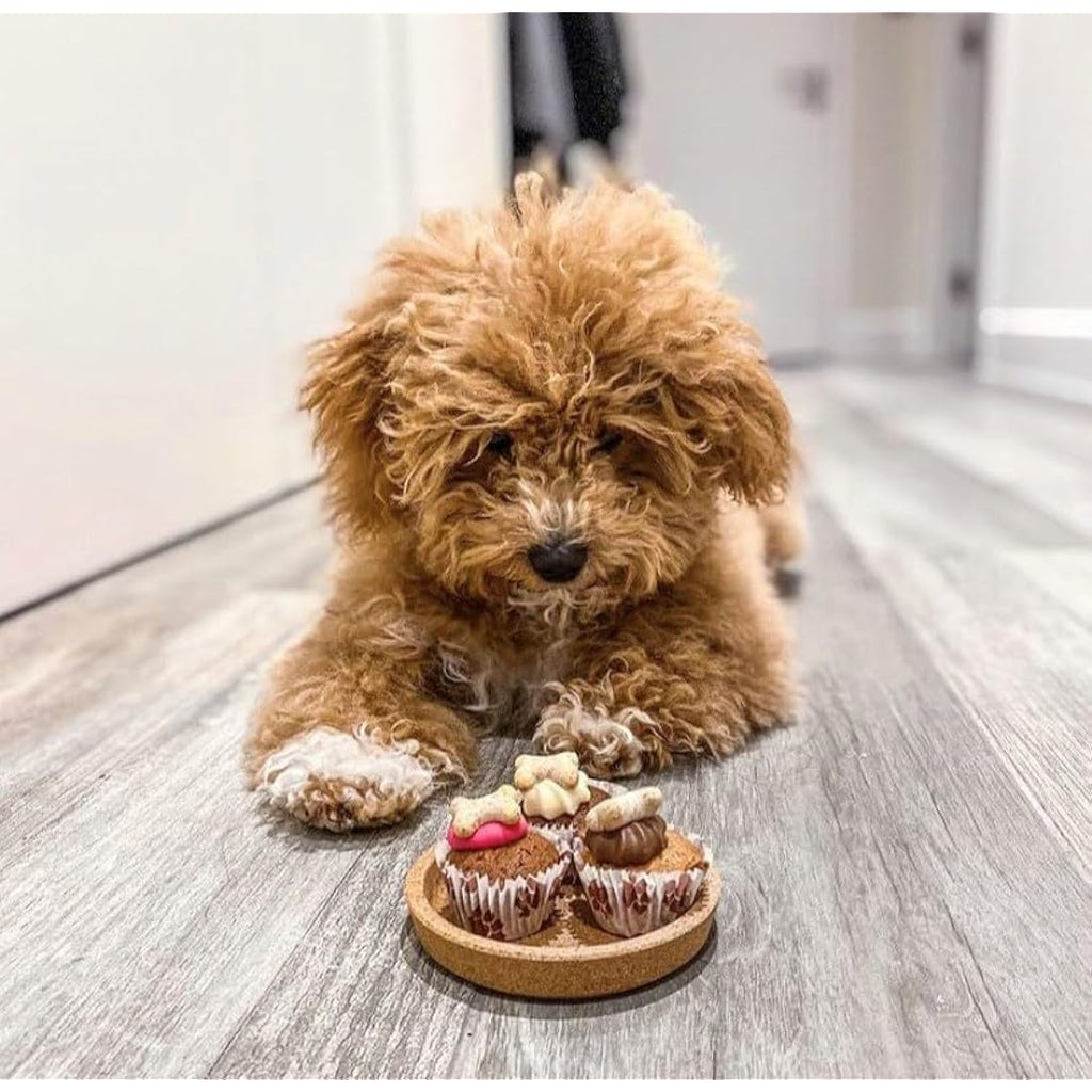 The Barking Bakery Trio of Mini Iced Woofins – Gourmet Dog Cupcakes
